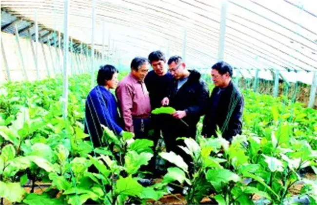 棚室蔬菜重要虫害的防治和治疗技术