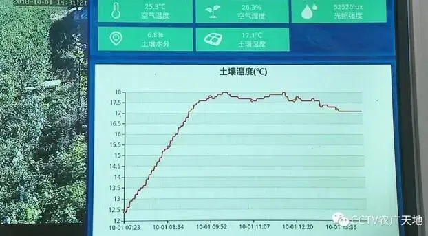 软籽石榴的财富密码，张韶东手机种石榴年入四百万！