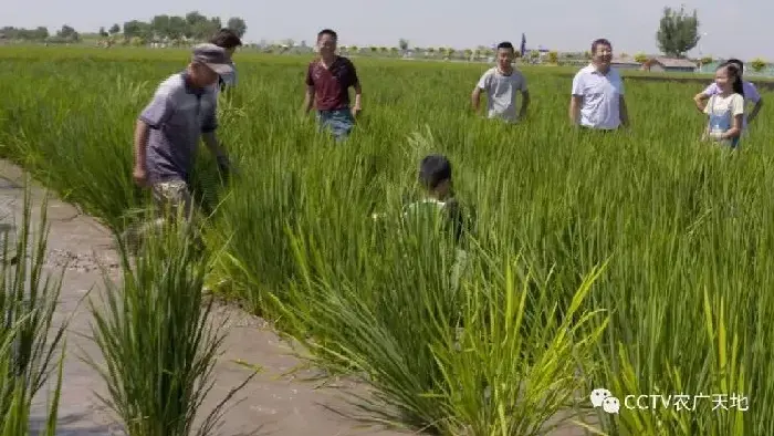 稻渔综合种养 宁夏贺兰县赵建文栽培有机水稻年入千万！