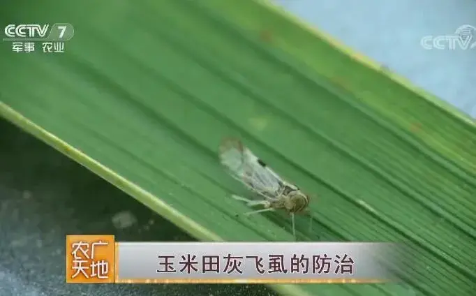 玉米田灰飞虱的防治和治疗技术