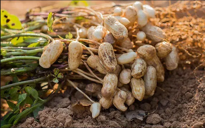 花生一共要施几次肥？花生施肥技术