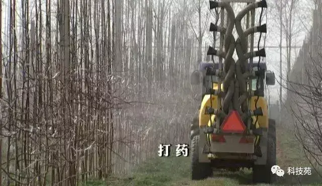 苹果矮砧集约种植，长在“墙”上的苹果带来不同的财富！