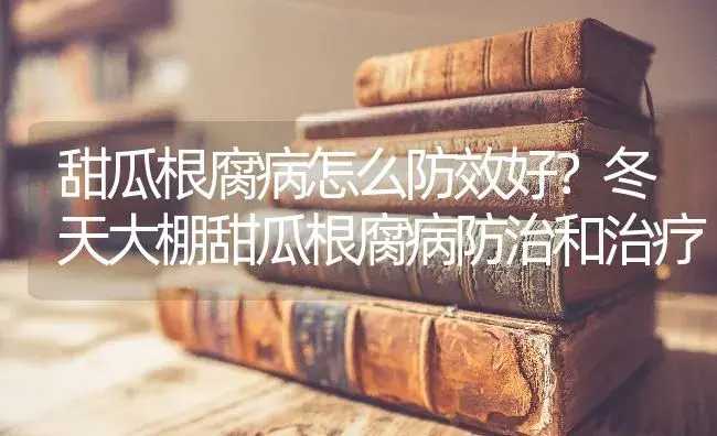 甜瓜根腐病怎么防效好？冬天大棚甜瓜根腐病防治和治疗 | 蔬菜种植