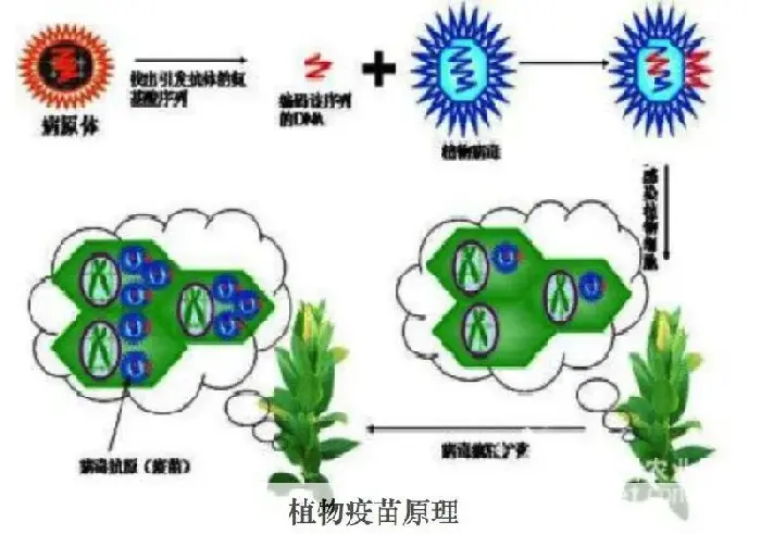 用上＂植物疫苗＂农作物病害防效达70%，平均增产10%以上！