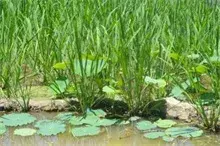 冷水茭白种植技术要点