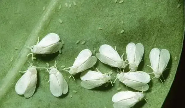 高抗性害虫用药配方