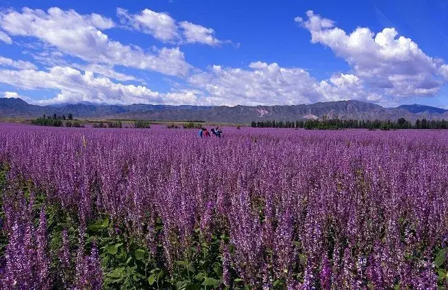 紫苏的栽培办法