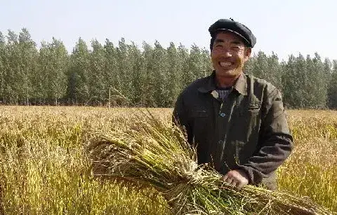 水稻防病害有哪些方法技巧