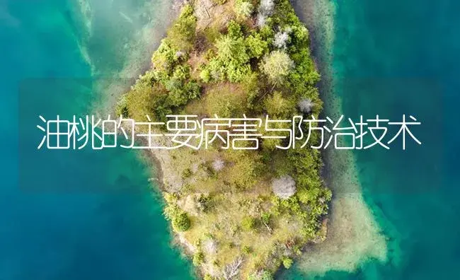 油桃的主要病害与防治技术 | 植物病虫害