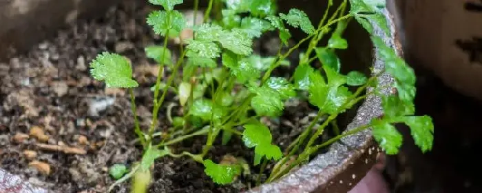 香菜的种植方法和时间