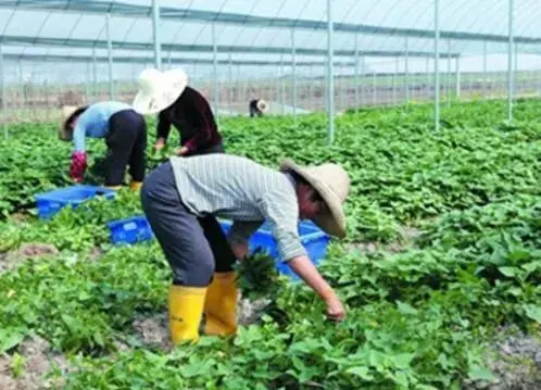 帝王菜栽培时间和种植措施