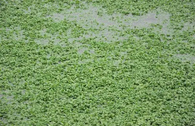 西洋菜(豆瓣菜)的栽培时间和措施