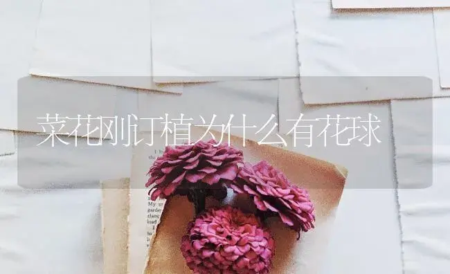 菜花刚订植为什么有花球 | 蔬菜种植