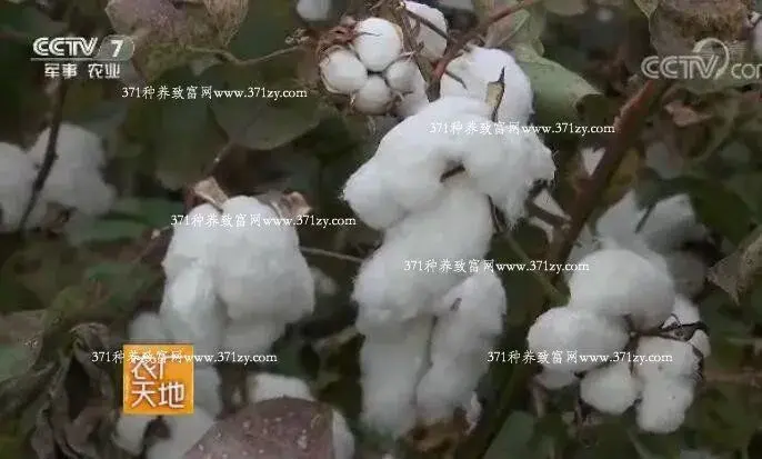 无毒棉花新品系邯无198配套种植技术