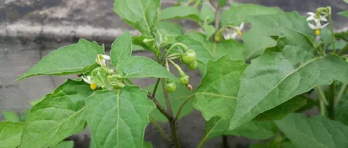 白花菜高产栽培技术 白花菜常见病害防治方法