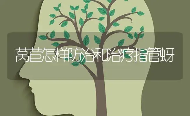 莴苣怎样防治和治疗指管蚜 | 蔬菜种植