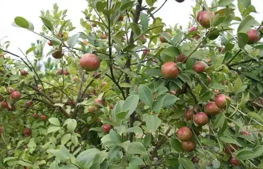 油茶常见的病虫害有哪些？防治措施有哪些