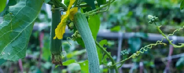 丝瓜里面生虫如何防治