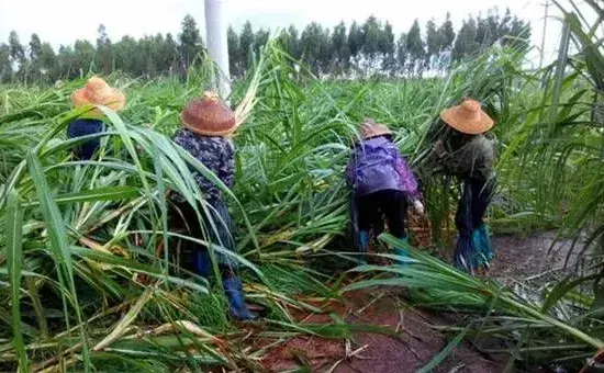 甘蔗赤腐病的发病条件及防治措施