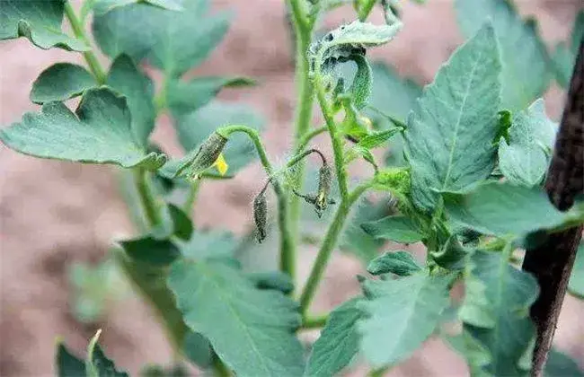 西红柿的落花落果起因及预防方法