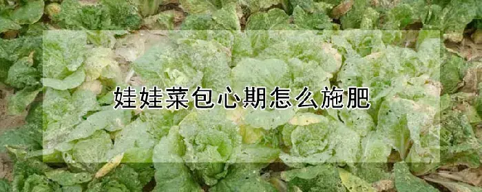 娃娃菜包心期怎么施肥