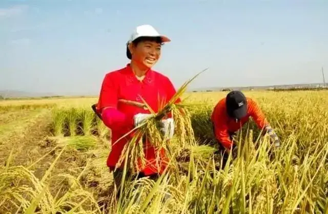 2019年水稻栽培前景剖析