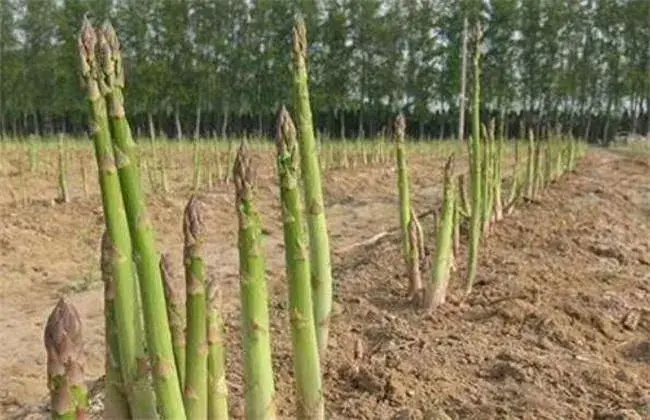 芦笋高产无公害栽培技术