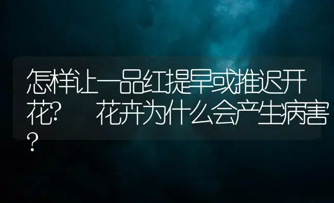 怎样让一品红提早或推迟开花? 花卉为什么会产生病害? | 植物病虫害