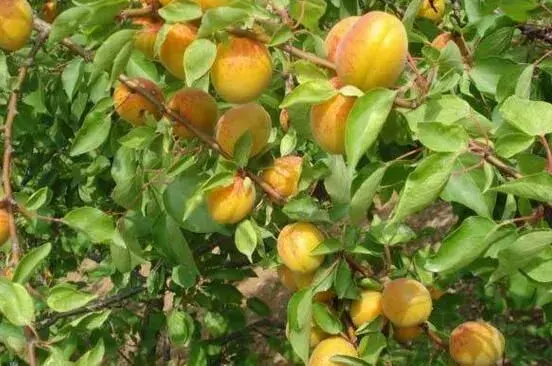 棚室温室杏树种植技术