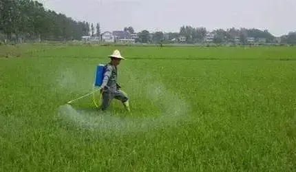 除草剂什么时候打最好