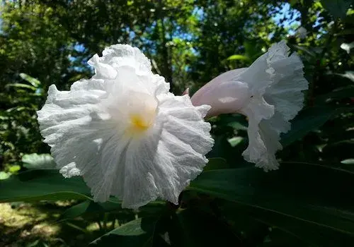 姜花是生姜的花吗？怎么水养？