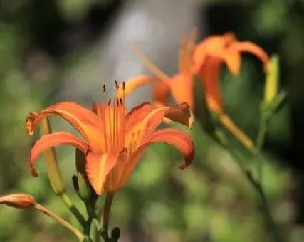 健脑菜黄花菜适合在旱地种吗?种什么品种好?种植、采收时间分别是什么时候?怎么种?