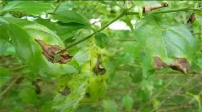 连翘病虫害防治技术