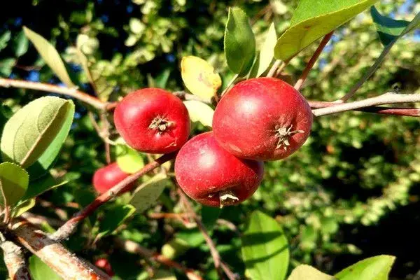 院内种樱桃树、花椒树、山楂树吉利吗？