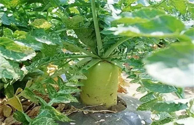 萝卜先期抽薹 因素及避免对策