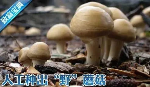 双孢菇野生种植技术：林下里种出“野”蘑菇