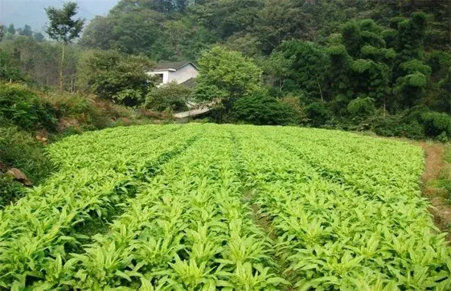 反季节蔬菜的施肥技术