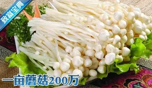 种在瓶子里的金针菇一亩收入200万的机要