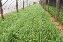 塑料大棚有机韭菜种植措施