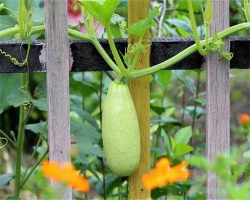 西葫芦又叫什么？可以生吃吗？种植时间是几月份？怎样种植？