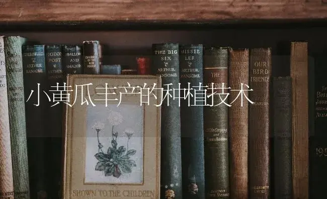 小黄瓜丰产的种植技术 | 蔬菜种植