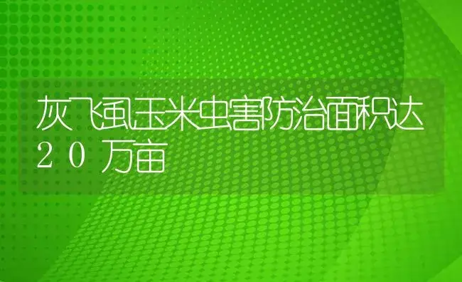 灰飞虱玉米虫害防治面积达20万亩 | 植物病虫害