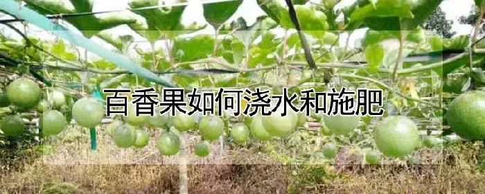 百香果如何浇水和施肥