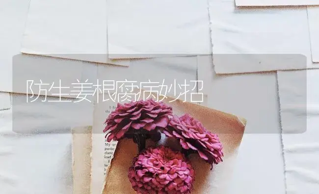 防生姜根腐病妙招 | 蔬菜种植