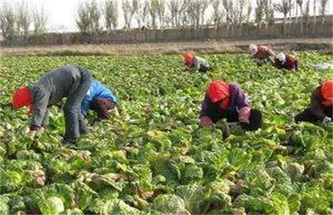 娃娃菜病虫害防治和治疗技术