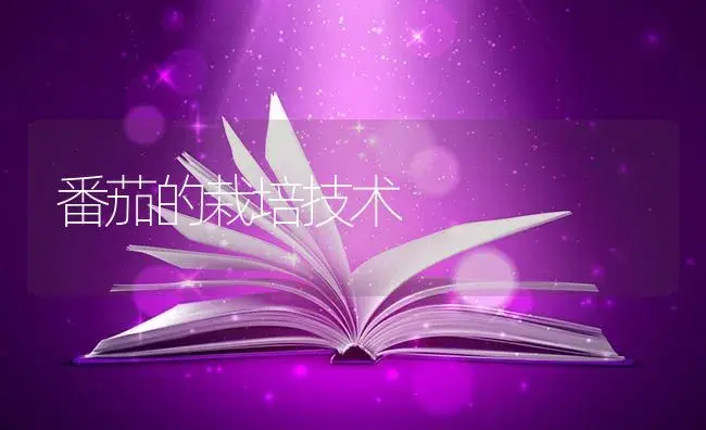 番茄的栽培技术 | 蔬菜种植