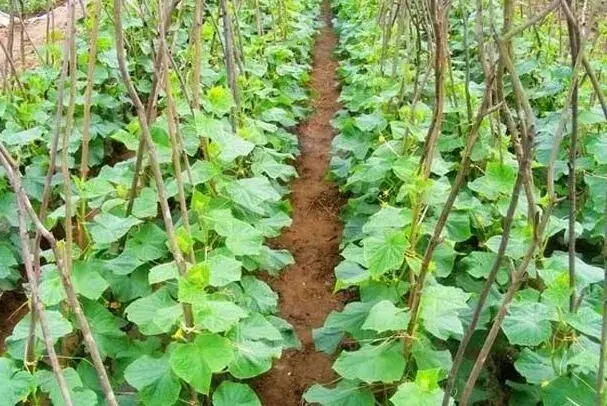 夏天高温蔬菜栽培管理有“三忌”