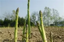 浅析冬季芦笋种植技术