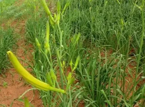 2018种黄花菜赚钱吗？种植一亩收益多少？市场前景如何？