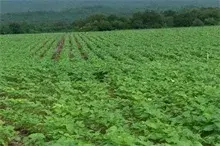 菜心田间种植技术